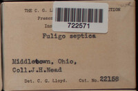 Fuligo septica image